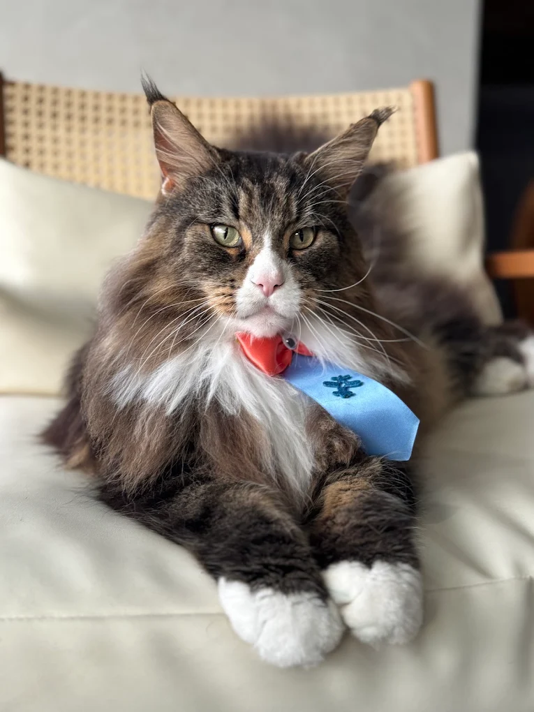 Gato bem cuidado pela equipe Araicás