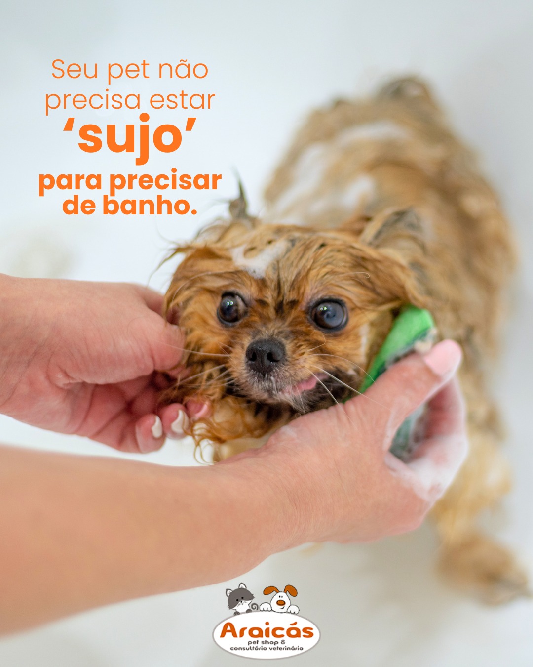 Seu pet não precisa estar ‘sujo’ para tomar banho